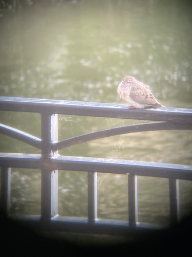 Mourning Dove