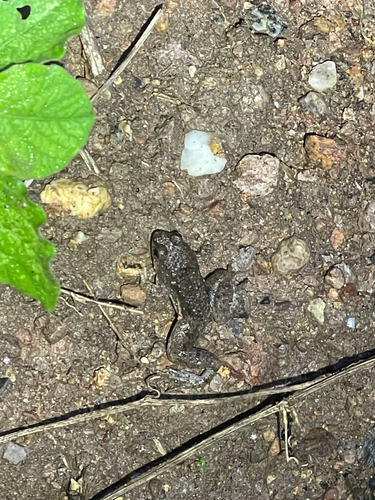 Round-tongued Floating Frog