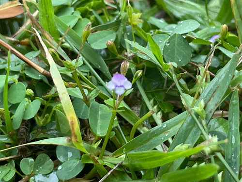 Brittle False Pimpernel