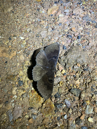 Erebus caprimulgus