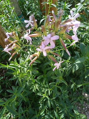 common soapwort
