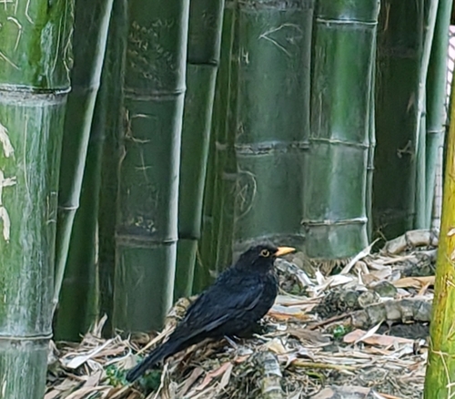 Eurasian Blackbird