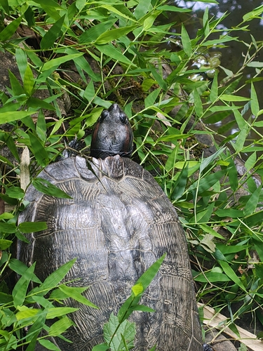Pond Slider