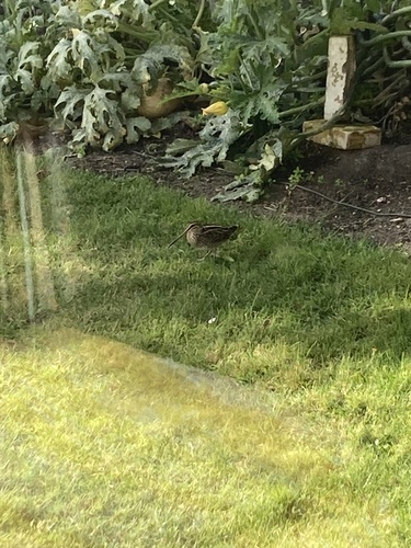 Common Snipe
