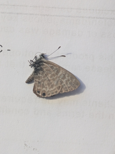 Lang's Short-tailed Blue