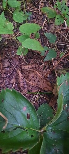 Southern Leopard Frog