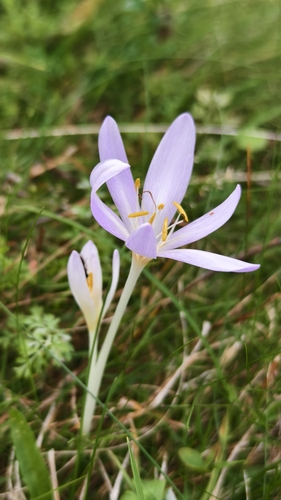 Autumn Crocus