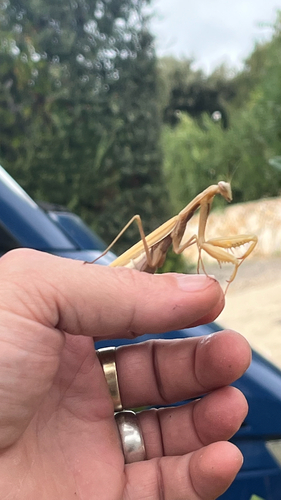 European Mantis