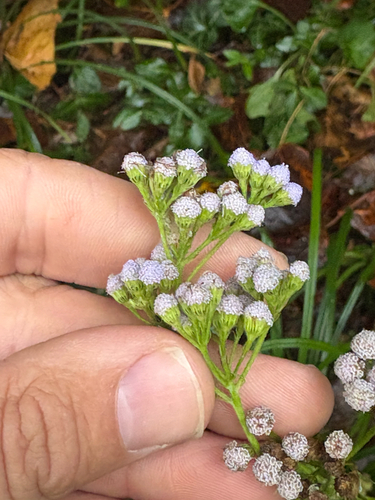blue mistflower