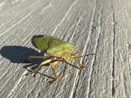 Green Shield Bug