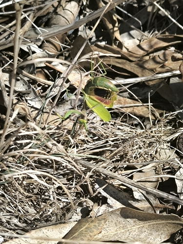 Mediterranean Mantis