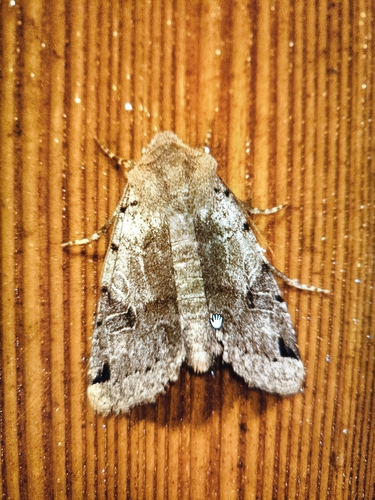 Brown-spot Pinion