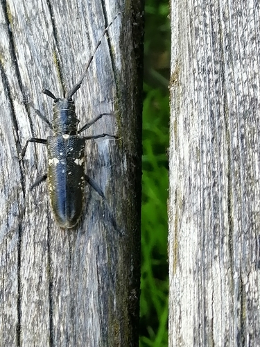 Carpenter Sawyer Beetle