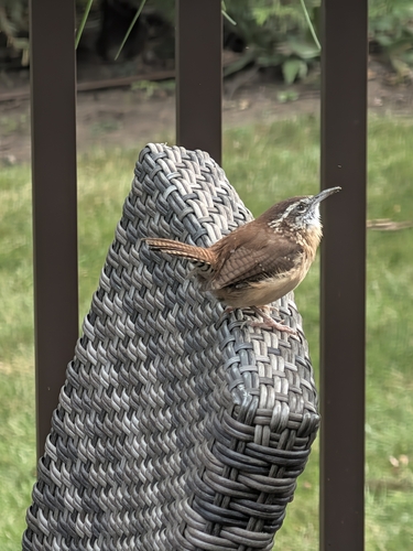 Carolina Wren