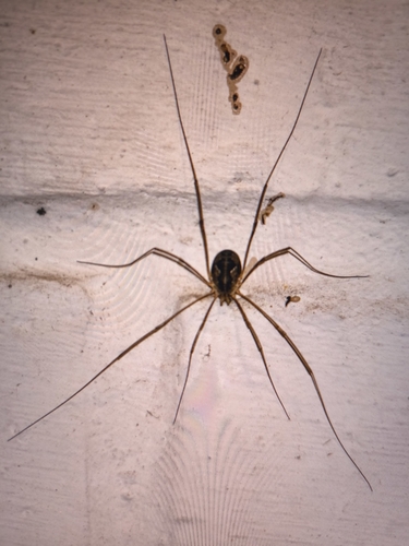 European Harvestman