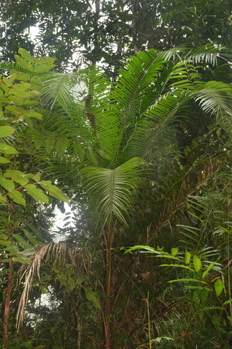 Pati Queen Palm