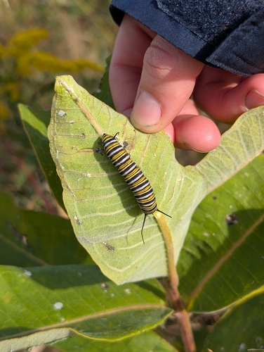 Monarch