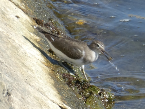 Common Sandpiper