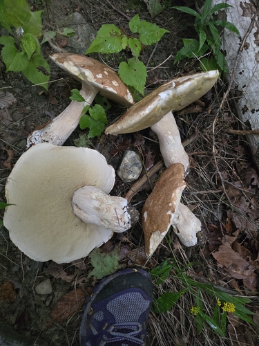 lilac bolete