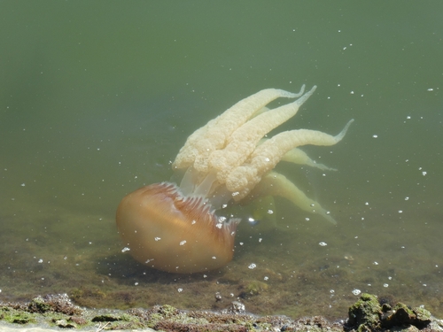 Jelly Blubber
