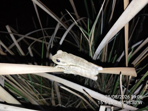 Chaco Tree Frog
