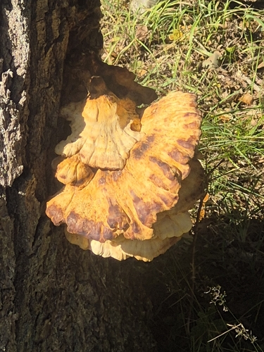 chicken of the woods