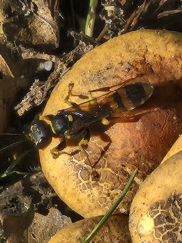 Field digger wasp