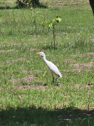 Eastern Cattle-Egret