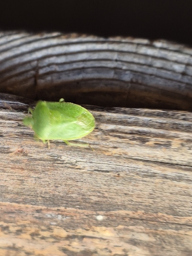 Southern Green Stink Bug