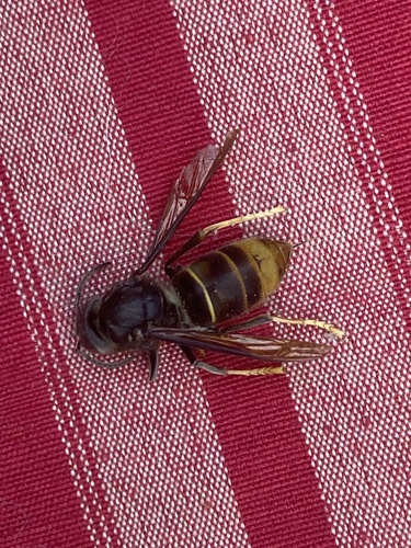 Yellow-legged Hornet