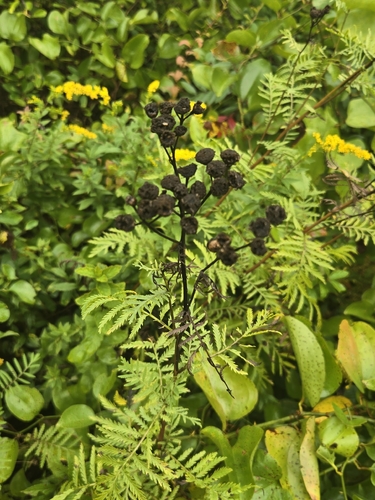 tansy