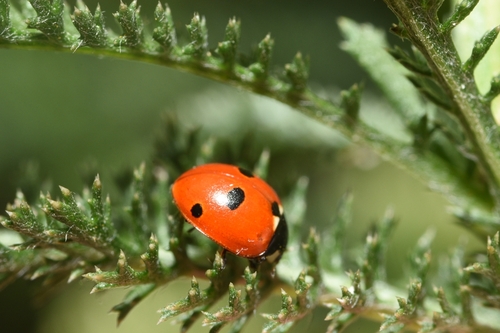 5-spotted Lady Beetle