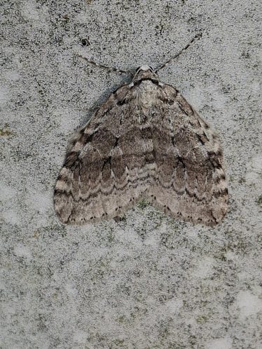 Autumnal Moth