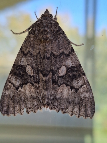 Red Underwing