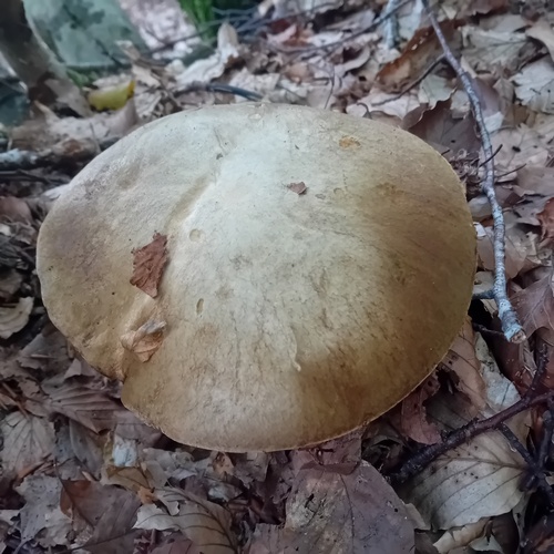 Pale Bolete