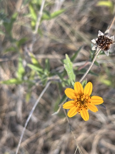 Texas creeping-oxeye