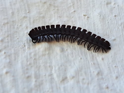 Macellolophus rubromarginatus