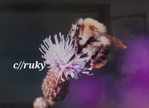 Common Carder Bumble Bee
