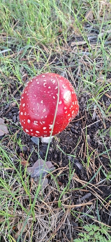 Fly Agaric
