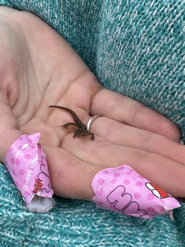 Smooth Newt