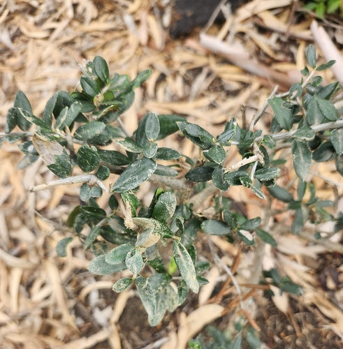 Olive