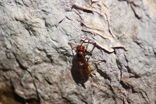 European Hornet