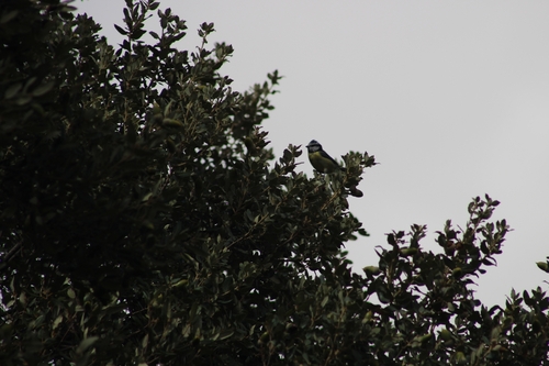 Eurasian Blue Tit