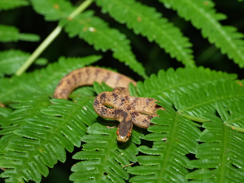 Formosa Slug Snake