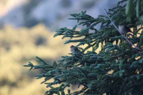 Common Chaffinch