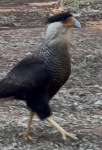 Crested Caracara