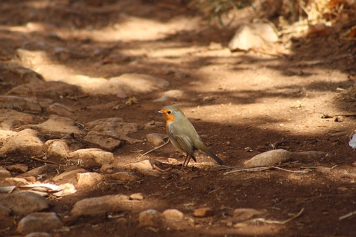 European Robin