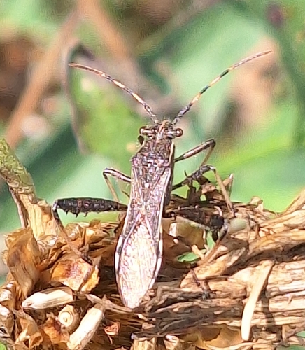 Camptopus lateralis