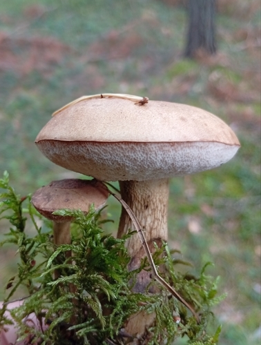 Bitter Bolete