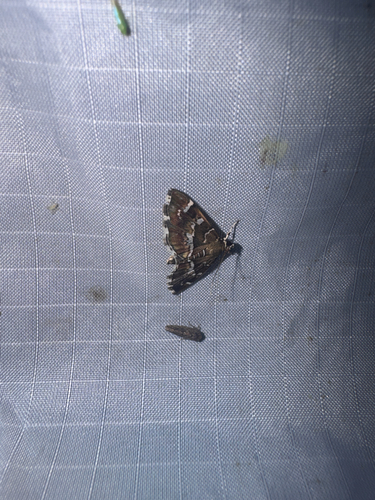 Spotted Beet Webworm Moth